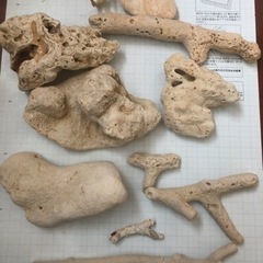 珊瑚　熱帯魚　海水魚　アクアリウム　海の画像