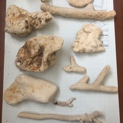 珊瑚　熱帯魚　海水魚　アクアリウム　海の画像