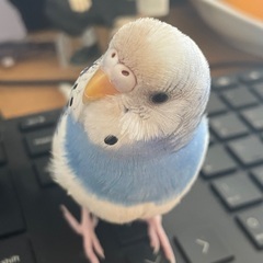 【迷い鳥】白と水色のセキセイインコが迷子になりました。