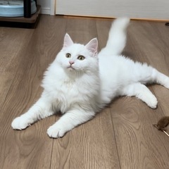 トライアル中　長毛白猫🐱ハル君 - 熊本市