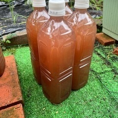 PSB 光合成細菌 