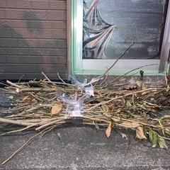 木の枝