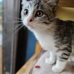 多頭崩壊の子猫三兄弟❣️9月生まれ