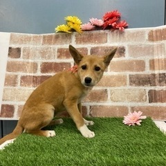 岡山市保健所☆クリスマスには家族ができますように