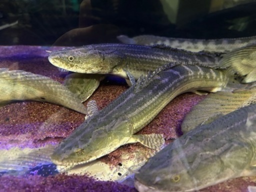 ビキールビキール（チャド）