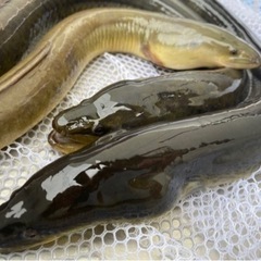 取引中半天然うなぎ