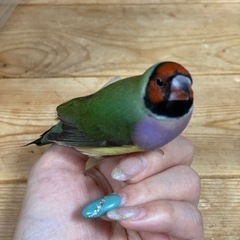 コキンチョウ　マメちゃん
