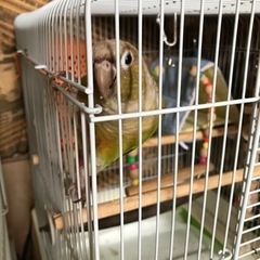 メキシコウロコインコ　ココちゃん