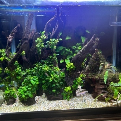 熱帯魚レイアウト水槽