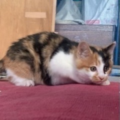 里親さん募集です。野良猫の親猫さんがお家に連れて来た仔猫ちゃん