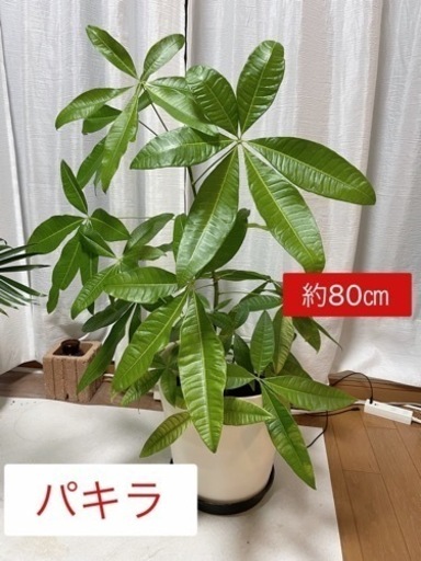 観葉植物9点セット　鉢付
