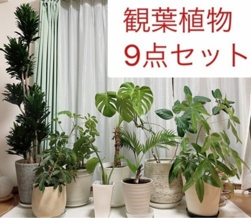 観葉植物9点セット　鉢付