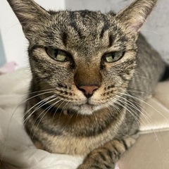 この子の里親募集です。