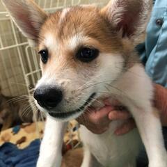 保護犬の預かりボランティア募集（埼玉県川口市近郊） - 川口市