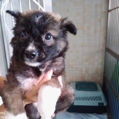 保護犬の預かりボランティア募集（埼玉県川口市近郊） - ボランティア