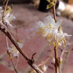 【庭木】冬咲ニオイカズラ（ロニセラフレグランティッシマ）の画像