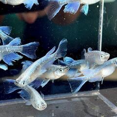 メダカ仲間募集  メダカ活しましょう - その他