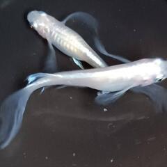 メダカ仲間募集  メダカ活しましょう - 宮古島市