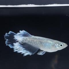 メダカ仲間募集  メダカ活しましょう − 沖縄県