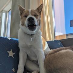 【ポテト】生後約4ヶ月保護犬里親募集中!