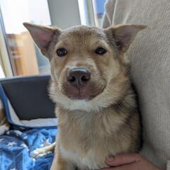 【マロン】生後約4ヶ月保護犬里親募集中!