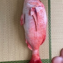 めでたい鯛　BIGぬいぐるみ　ビッグタイ　