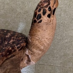 亀　カメ　置き物　飾り物の画像