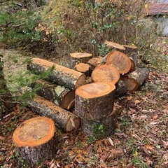 薪？ホダ木？の画像