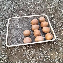 キウイ 10個 まとめて 300円！の画像