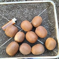 キウイ 10個 まとめて 300円！の画像