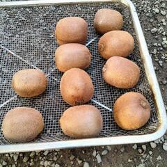 キウイ 10個 まとめて 300円！の画像