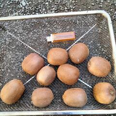 キウイ 10個 まとめて 300円！の画像