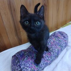 【トライアル決定】子猫のたけるくん（黒ねこ、生後3ヶ月）