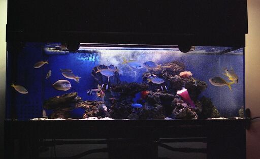 海水魚専門店日海センター製1300オーバーフローアクリル水槽
