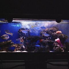 海水魚専門店日海センター製1300オーバーフローアクリル水槽