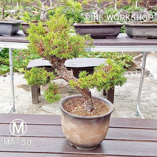 勘助 真柏 樹齢10年 中品盆栽 鉢付き