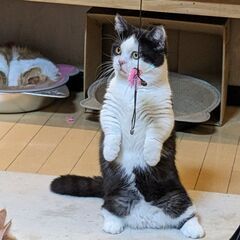 ミヌエット5ヶ月の♂