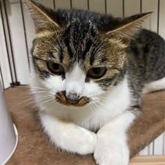 正式譲渡😺生後6ヶ月　キジ白　女の子😺