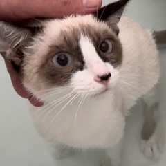 性格バッチリ　ラグドール柄シャムMIX仔猫♂