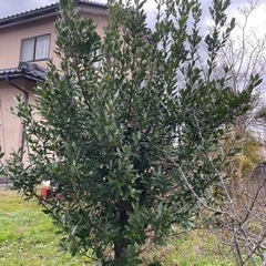 ローリエの画像