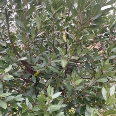 ローリエの画像