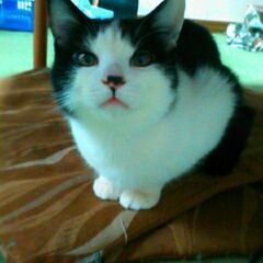 仲良しの兄妹の猫ちゃん