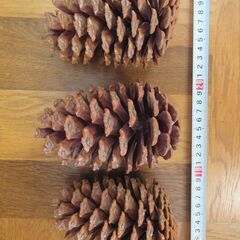 大きい松ぼっくり　ハンドメイド材料　大王松