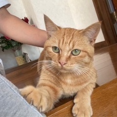推定2歳の茶トラ男の子🐱