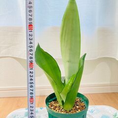 【観葉植物】サンスベリア・ホワイトハニー（4号深型スリット鉢付き）