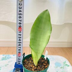 【観葉植物】サンスベリア・ムーンシャイン（4号深型スリット鉢付き）