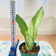 【観葉植物】サンスベリア・ムーンシャイン（4号深型スリット鉢付き）