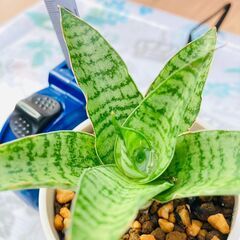 【観葉植物】サンスベリア・パゴダ（2.5号ホワイト鉢つき）の画像