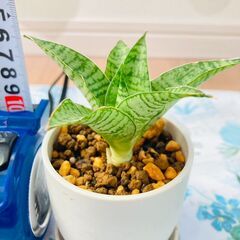 【観葉植物】サンスベリア・パゴダ（2.5号ホワイト鉢つき）の画像