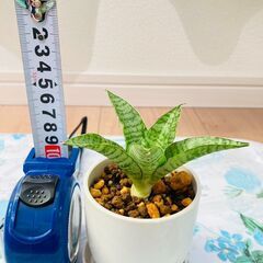 【観葉植物】サンスベリア・パゴダ（2.5号ホワイト鉢つき）の画像